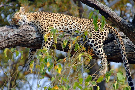 Paul captures an African leopard taking the afternoon off. 