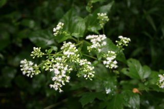 Snakeroot, beautiful but deadly.
