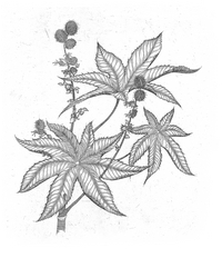 Approach with Caution: Castor bean plants produce the deadly seeds that contain ricin.