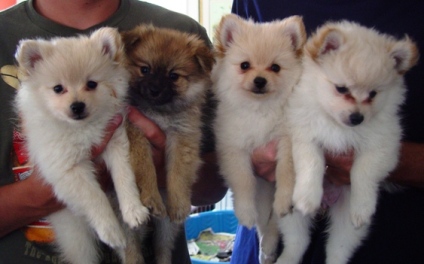 From left, Baby Bolt, Little Brown, Peach Face, and Big Curly