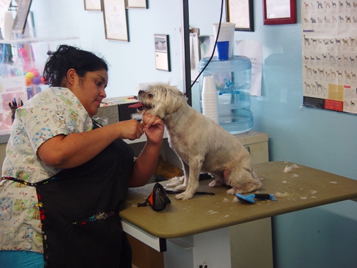 Tabitha Soto has been with Palace Pet Salon from the start, offering a gentle hand and loving heart to every canine client. 
