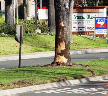 Crime scene where automobile struck a tree along the Foothill Boulevard median.