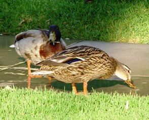 Ducks seen wallowing in the water on Windsor.