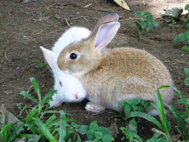 Zooh Corner Rabbit Rescue has the right variety and shade of rabbit waiting for you to take home.