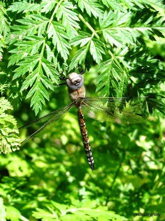 Kristen recently snapped this photo of a dragonfly.