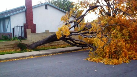 A tree, in all its golden glory, was uprooted on Logan Ave.